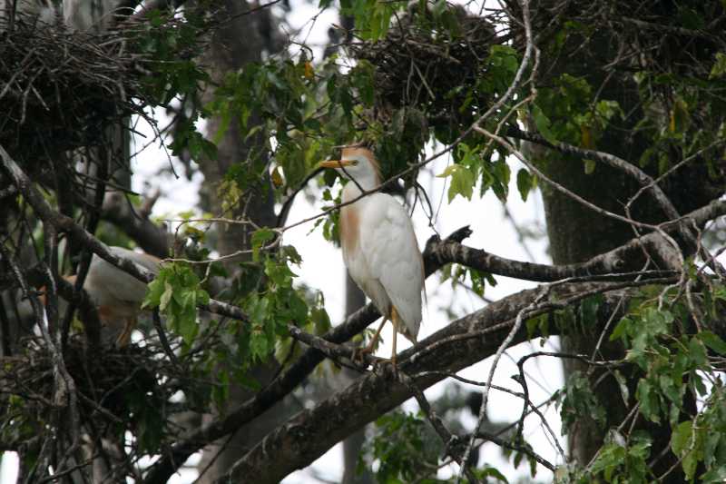 Mexico & Guatemala 2010 - 0930